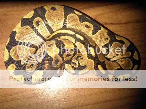 Image result for Royal Python Female