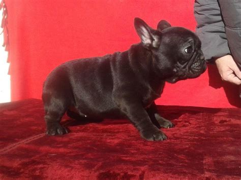 Französische Bulldoggen Welpen mit Papiere in Bonn | Tiere | Kleinanzeigen