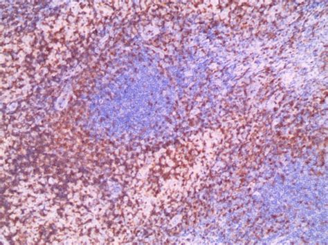 Image result for Faces CD3