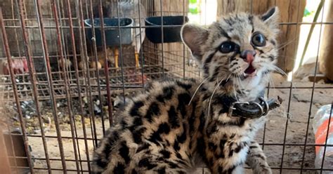 Profepa logra el rescate de un pequeño ejemplar de tigrillo en Oaxaca ...