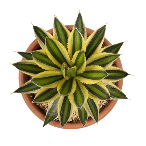 UGALOO® catcie Agave Plant in 5 inch Plastic Grower Pot Air purifying ...
