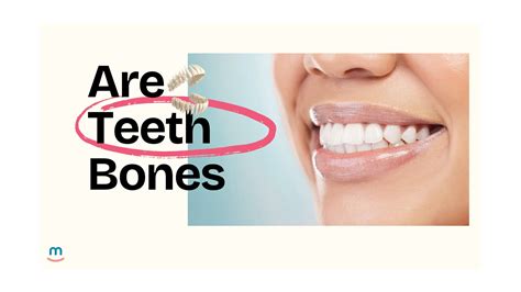Are Teeth Bones? Unveiling the Truth Behind a Common Misconception ...