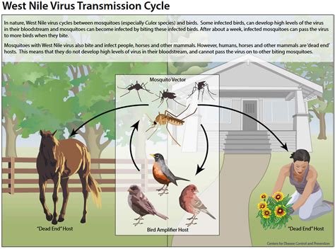 West Nile fever, causes, signs, symptoms, diagnosis, treatment & prognosis