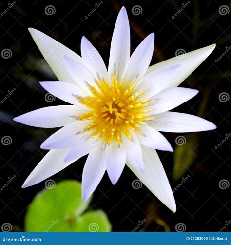 White Lotus flower stock photo. Image of aquatic, plants - 31303060