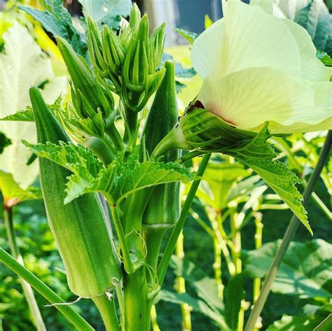 Clemson Spineless Okra Seeds