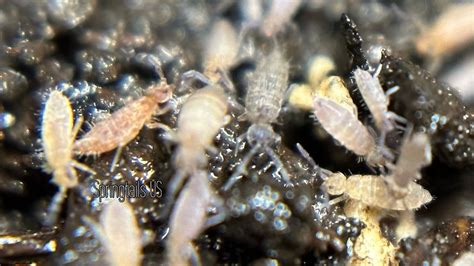 Image result for Springtails Identification