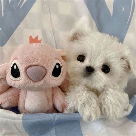 Best 5 Sonic sonicthehedgehog shadow shadowthehedgehog sonicandshadow – Artofit