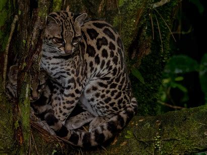 El poeta y el medio ambiente | Meer