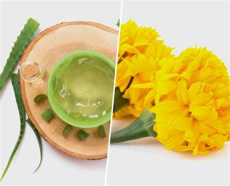 Gende Ka Phool Or Calendula Flower Homemade Anti Ageing Face mask ...