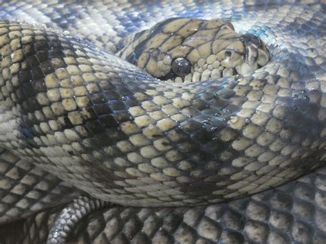 Image result for Catching Amethystine Python's