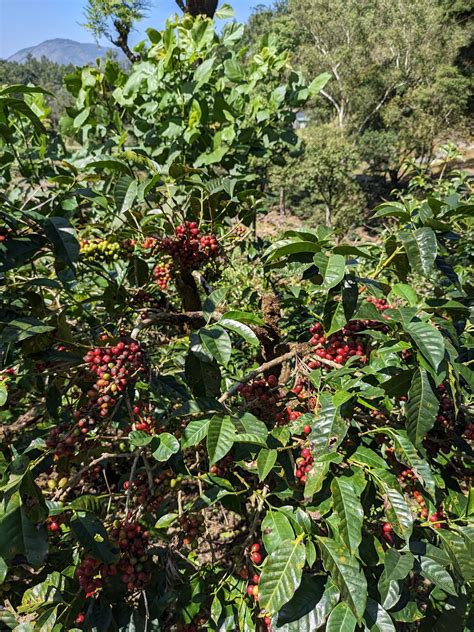 Lost(and found) Coffee Journal. Coffee caresses the throat and sets… | by Tushar | Medium