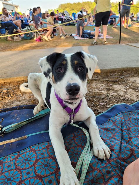 Dog for Adoption - cPattie, a Treeing Walker Coonhound in Fuquay Varina ...