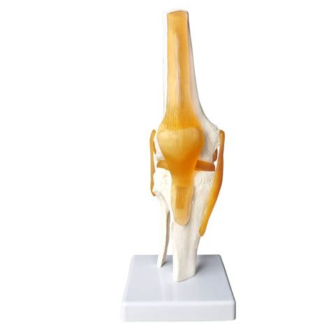 Buy Human Functional Knee Joint Model, with Ligament, Life Size for ...