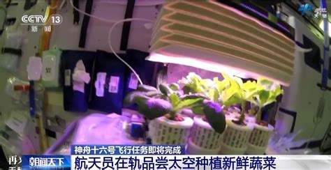 （有片）中國太空站「太空菜園」收菜了！航天員邊摘邊食笑容滿面 - 兩岸 - 點新聞