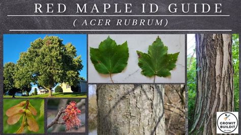 Image result for Maple Tree Identification Guide