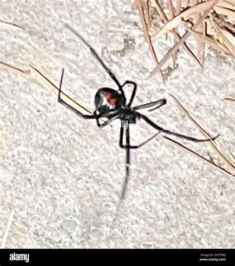Western black widow latrodectus hesperus hi-res stock photography and ...