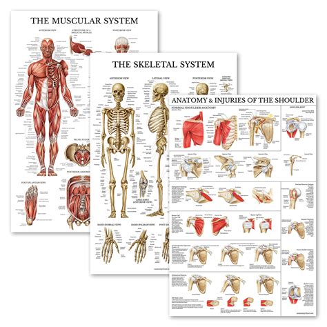 Buy Palace Learning 3 Pack - Muscle + Skeleton + Anatomy & Injuries of ...