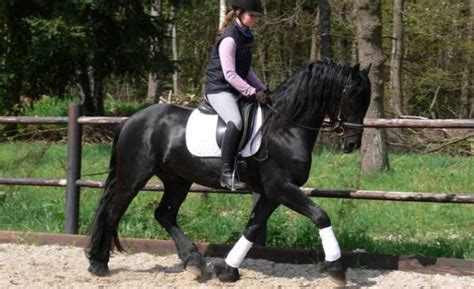 Friesenwallach zu verkaufen in Essen | Tiere | Kleinanzeigen