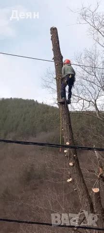 Рязане на опасни дървета в половин България / Арборист / Arborist в ...