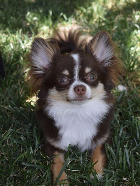Chocolate Long Coat Chihuahua - 9 Months
