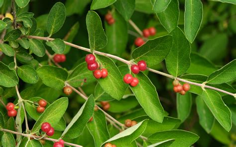 Download wallpaper 3840x2400 honeysuckle, berries, leaves, branches ...