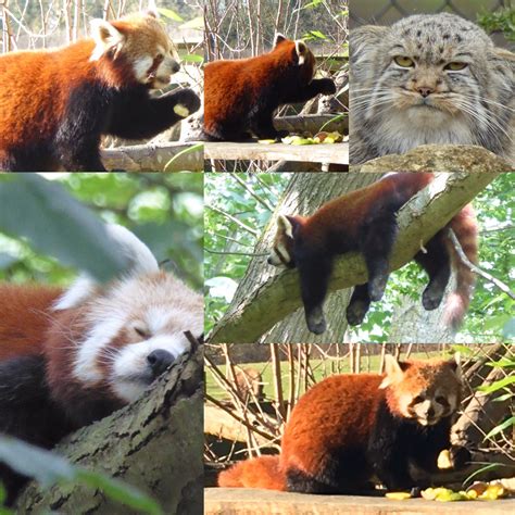 Home safari red panda cincinnati zoo – Artofit