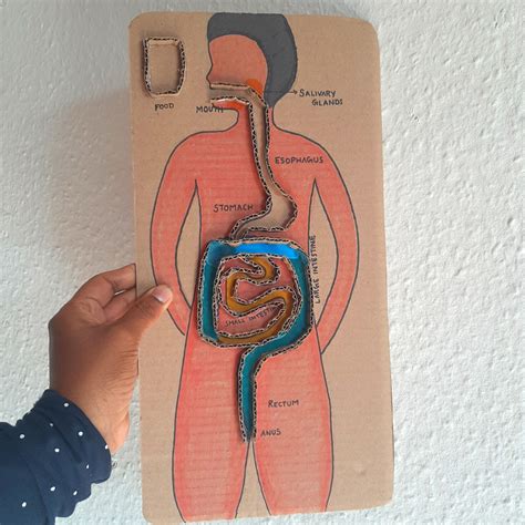 Image result for Digestive System Making Model