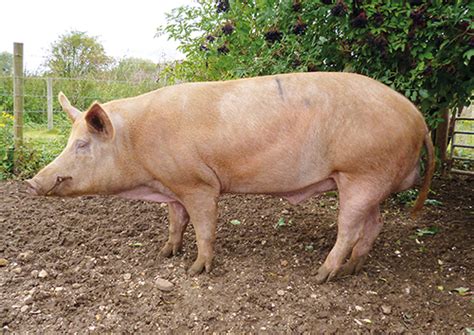 Pigs guzzle water | Business Economics