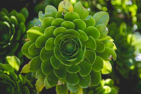 Image result for Rotating Leaf Pattern