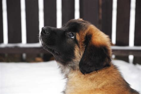 Gentle giant in training: my leonberger pup! : r/Leonbergers