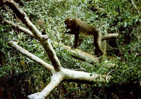 ZooLex Image - Árboles y enredaderas artificiales