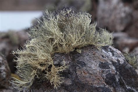 The Plants of Antarctica: What’s Growing on Antarctica?