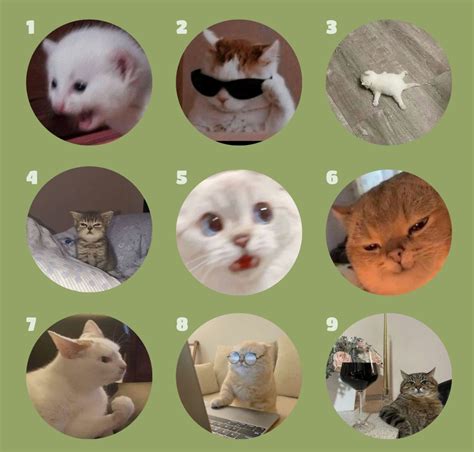 Which Cat Are You Today?