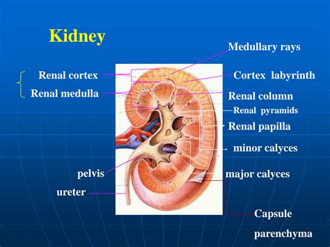 SOLUTION: Histology and embryology of urinary system - Studypool