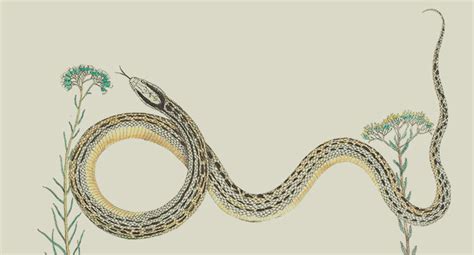 Image result for JavaScript Language Animal