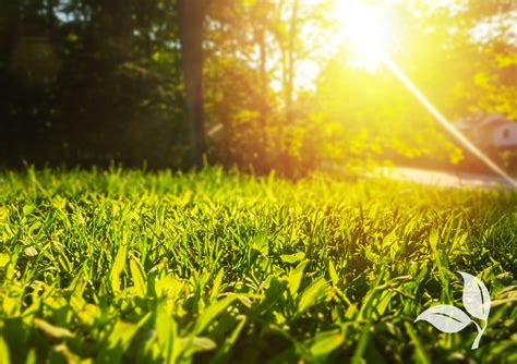 A Complete Guide to Spring Lawn Care - Glenside, PA