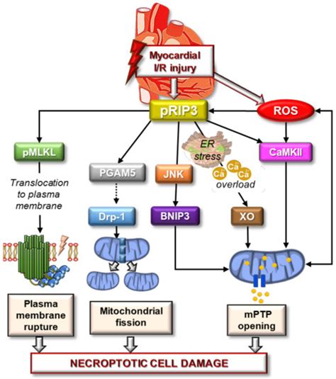 Interplay of Oxidative Stress and Necrosis-like Cell Death in Cardiac ...