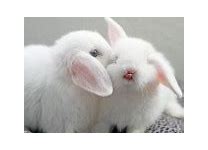 Image result for Pet Baby Bunny