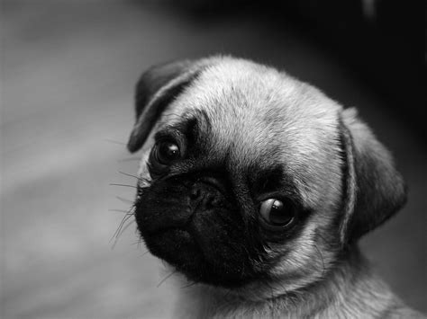 Black Pug Wallpapers - Top Free Black Pug Backgrounds - WallpaperAccess