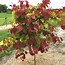 Image result for Flame Thrower Redbud for Sale