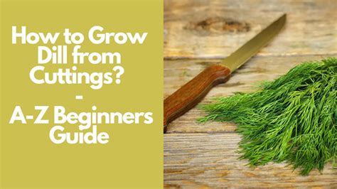How to Grow Dill from the Cuttings: a Simple Method Guide