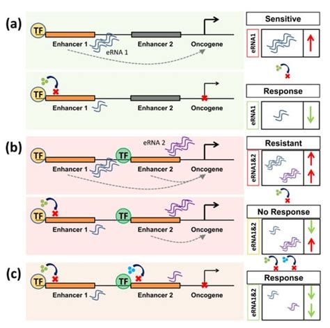 Perturbing Enhancer Activity in Cancer Therapy