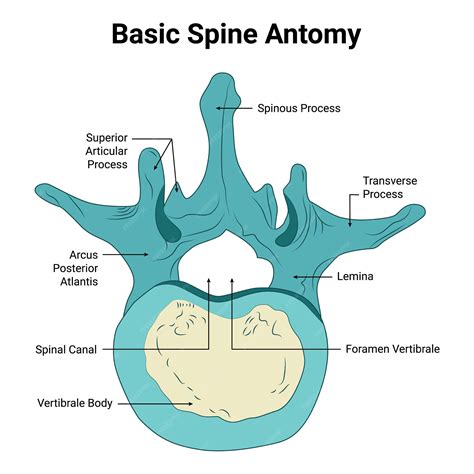 Basic spine anatomy spinous process superior articular process ...