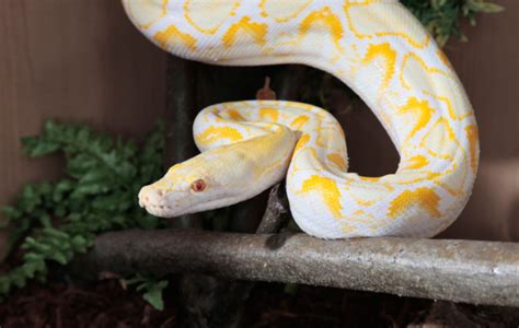 Reticulated Python Power 的图像结果