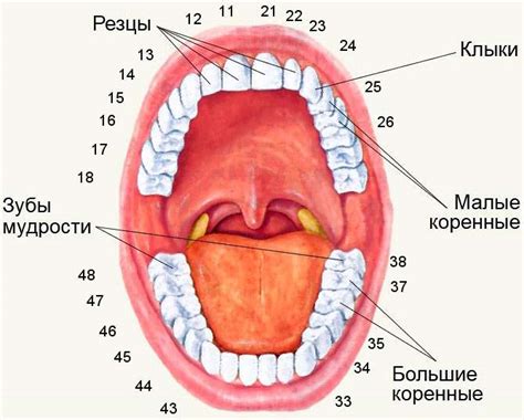 Нумерация зубов в стоматологии статья пациентам «DENTAL PROGRESS»