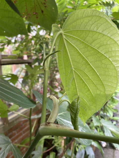 Piper schiedeanum - Cordoncillo | Hortus Botanicus Leiden, Netherlands