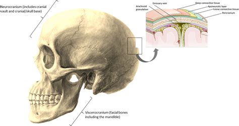 Headache At Base Of Skull