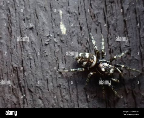 Zebra Jumping Spider (Salticus scenicus Stock Photo - Alamy