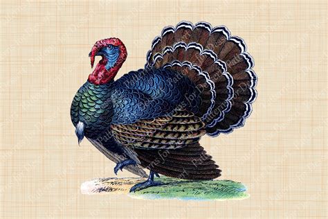 Vintage Thanksgiving Turkey Clip Art – MasterBundles