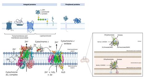 Microbiology - Biology Notes Online